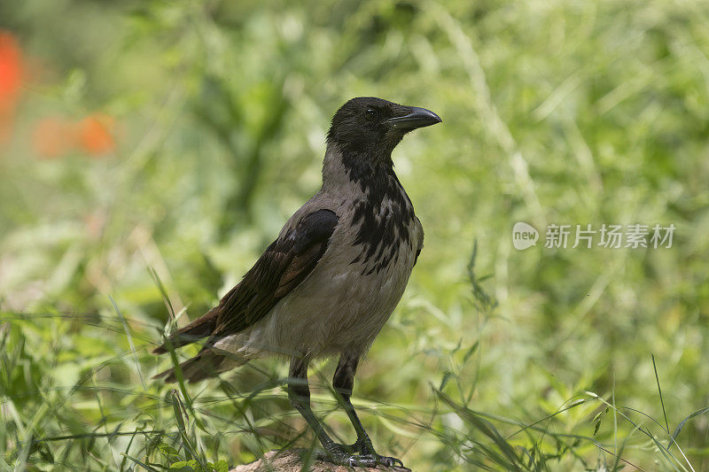 冠乌鸦(Corvus cornix)